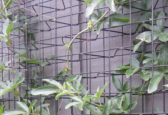 Trilha de três dimensões de 3 " × 3 " de malha de abertura de aço carbono