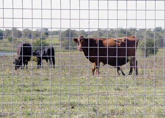 Ferradura de gado de arame soldado Estrutura sólida Durabilidade