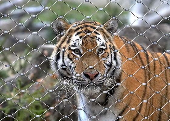 Malha de Corda de Aço Inoxidável para Cercamento de Zoológico – Alta Segurança e Esteticamente Agradável