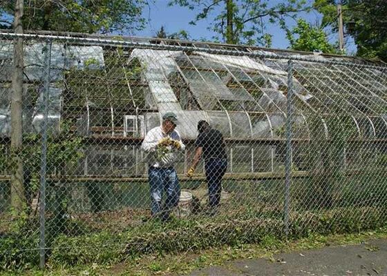 Cerca de Malha de Arame Impede Acesso de Pragas e Pássaros à Estufa