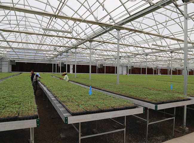 Metal expandido para os painéis superiores da sementeira da estufa